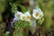 Litchi tomato or Solanum sisymbriifolium plant with pure white flowers with dark yellow center surrounded with fruits in spiny