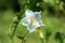 Litchi tomato or Solanum sisymbriifolium plant with single open white flower with dark yellow center surrounded with other plants