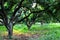 Litchi trees and fallen leaves