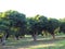 Litchi trees in the farm. Lychee orchard.