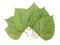 Litchimacro image of a Green Perilla leaf, also known as Green Shiso, Oba leaf or Beefsteak plant