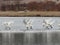 Literally Swan Lake... Swans Dancing on Ice in Winter near McCall, Idaho