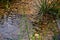 Lithobates vibicarius swimming in Juan Castro Blanco National Park