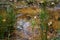 Lithobates vibicarius watching in Juan Castro Blanco National Park