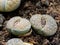 Lithops or living stones close up