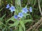 Lithospermum purpurocaeruleum blue flowers