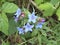 Lithospermum purpurocaeruleum blue flowers