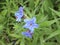 Lithospermum purpurocaeruleum blue flowers