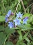 Lithospermum purpurocaeruleum blue flowers