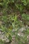 Lithospermum purpurocaeruleum bud