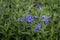 Lithospermum purpurocaeruleum - purple gromwell