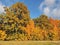 Lithuanian autumn trees