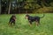 Lithuanian Hound Dogs Standing on the grass.