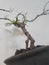 The litle Bonsai tree With green leaves