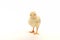 a litle and cute chick standing on white plate looks lovely