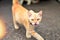 litle orange cat against blurry background
