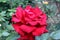 Litle rose bulgaria