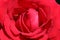 Litle rose bulgaria speis