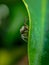 Litle spider hiding behind the leaf