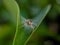 Litle spider on leaf