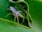 Litle spider on leaf