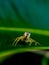 Litle spider on leaf