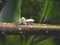 Litle spider stand on the branch of the leaf