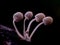 Litle white Mushrooms with dark background