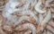 Litopenaeus Vannamei shrimps