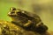 Litoria aurea or Green-and-golden bell frog perched on rock