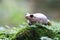 Litoria rubella tree frog among the green leaves