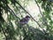 Litte Bird Sparrow Closeup Tree Spring
