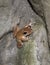 Litte brown frog climbing stone rock