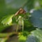 A litte grasshopper eats a leaf of a rose