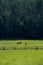 Litte group of horses (polish konik) grazing on fresh, green meadow. Forest in the background. Beautiful, sunny day.