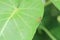 Littel bee on green leaf
