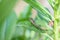 Littel Chameleon lying on green leaves.