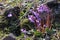 Littel fringed bells (soldanella alpina)