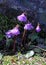 Littel fringed bells (soldanella alpina)