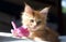 Littel red Maine Coon kitten