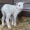 A littel white lamb standing on ones own