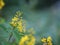 Littel yellow flower beautiful bouguet on blurred of nature background