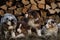 Litter of Australian Shepherd puppies. To raise dogs in village in fresh air. Hay and logs in background. Four aussie puppies blue