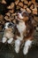 Litter of Australian Shepherd puppies. To raise dogs in village in fresh air. Hay and logs in background. One aussie blue merle