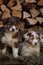 Litter of Australian Shepherd puppies. To raise dogs in village in fresh air. Hay and logs in background. Two Aussie puppies red