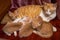 A litter of cute Chinese pastoral cats orange cat mother cat and kittens
