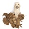 A litter of cute labradoodle puppies sleeping at the feet of their mother  isolated on a white background with space for text