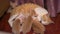 A litter of cute orange Chinese pastoral cats, the mother cat breastfeeds the kittens