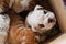 A litter of English Bulldog puppies looking up from the crate