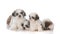 litter of five shih tzu puppies